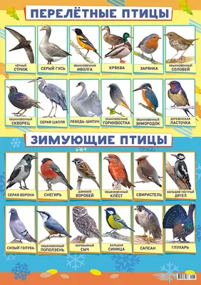 Плакат А2 картон Зимующие и перелетные птицы купить оптом в издательстве  ФоксКард с доставкой по Москве и всей России