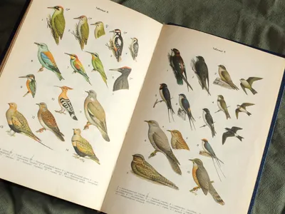 Определитель птиц фауны СССР в энтомологическом магазине Naturaliste