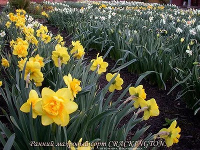 Нарциссы (фото) - сорта цветов и их описание | Сайт о саде, даче и  комнатных растениях.