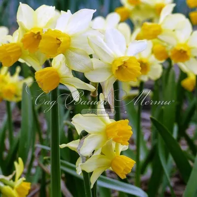 Нарцисс (Narcissus) - «Самые популярные весенние цветы. Нарциссы. Уход и  агротехника. Необычные сорта. » | отзывы