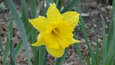 Нарцисс Сприн Саншайн (Narcissus Spring Sunshine) - Луковицы нарциссов -  купить недорого нарциссы в Москве в интернет-магазине Сад вашей мечты