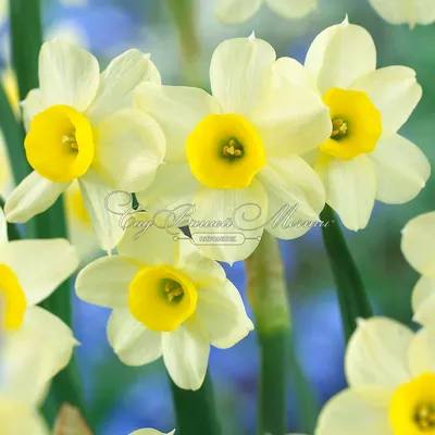 Catalog Daffodils