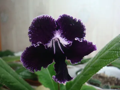 Каталог Стрептокарпусы (Streptokarpus)