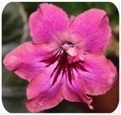 Каталог Стрептокарпусы (Streptokarpus)