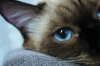 Катаракта у кошек: лечение глаз, симптомы, фото