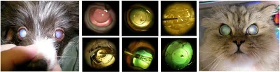 Патологии третьего века у кошек | Офтальмологическое отделение ветеринарной  клиники