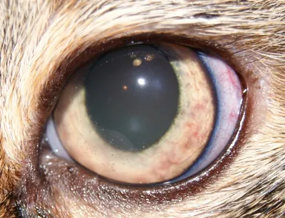 Почему у кошки болит глаз? Топ-5 причин | ZooVision
