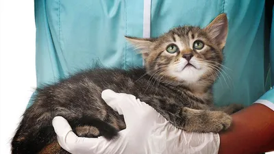 Корнеальный секвестр у кошек, лечение корнеального секвестра у кошек |  Офтальмологическое отделение ветеринарной клиники