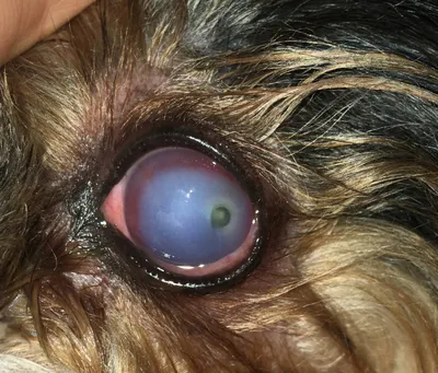 VT Phak Pet глазные капли для пожилых собак, кошек, собак глазная катаракта  Роговица конъюктива Отбеливающее старение | AliExpress