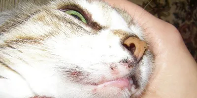 У котенка закисают глаза: советы и что делать если у кота закисают глаза |  Блог зоомагазина Zootovary.com