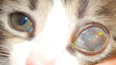 Катаракта у кошек - симптомы, лечение, фото, операция - ветеринарная  офтальмология Реком