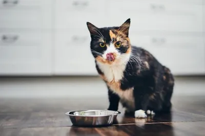 Симптомы и способы лечения холецистита у кошек