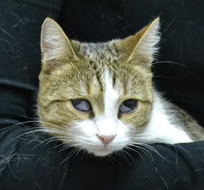 Катаракта глаза у кошек - как распознать и вылечить | Hill's Pet