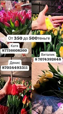 Шаблон: как поздравить с 8 марта — Маша Сапогова на TenChat.ru
