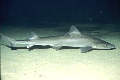 Черноморская акула Катран: насколько опасносна для человека? | minotaur |  Дзен