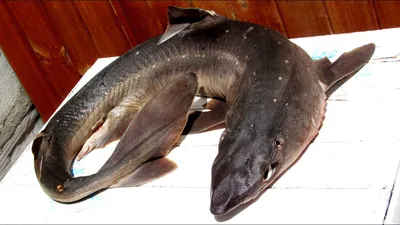 Акула катран. Рыбы Черного моря. Squalus acanthias. - YouTube