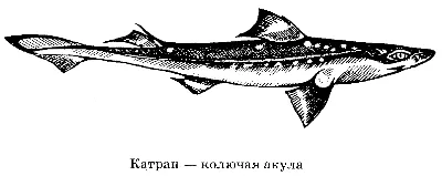 Рыба салака Катран-т ❤️ доставка на дом от магазина Zakaz.ua