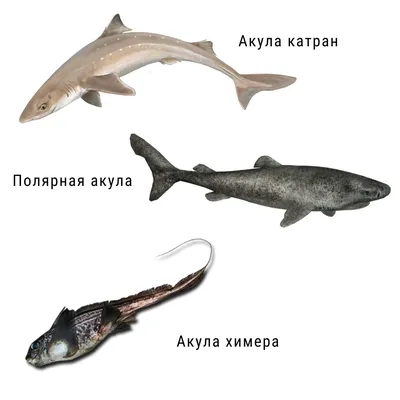Рыба корюшка Катран-т ❤️ доставка на дом от магазина Zakaz.ua