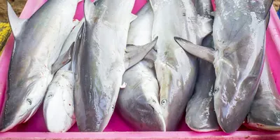 Рыба скумбрия Катран-т ❤️ доставка на дом от магазина Zakaz.ua