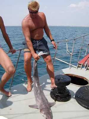 Ловля с лодки ноготницы- Черноморского катрана фото видео