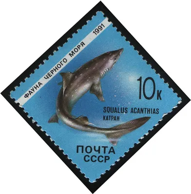 Черноморский катран — Википедия