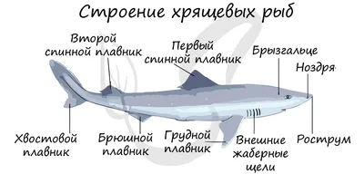 В Черном море обнаружили необычно крупную акулу-катрана
