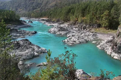 Удивительная история бирюзовой реки Катунь - Кедровый берег