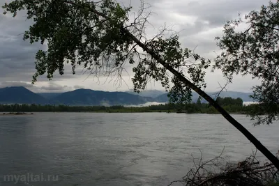 Река Катунь, Горный Алтай | Пикабу