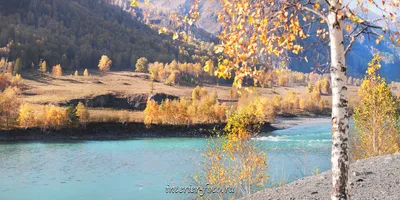 Горный Алтай, река катунь — Фото №1444462