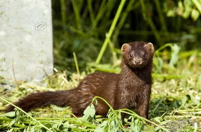 European Mink (Mustela lutreola) · iNaturalist