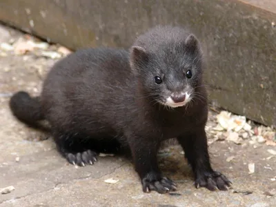 European Mink (Mustela lutreola) · iNaturalist