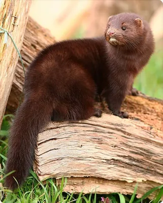 European Mink (Mustela lutreola) · iNaturalist