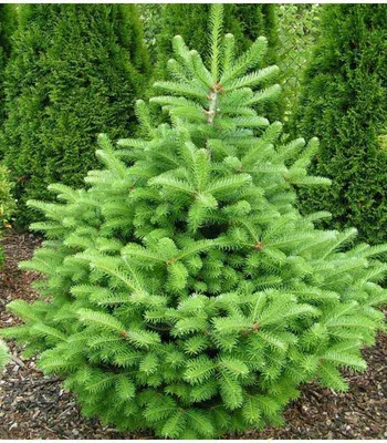 Пихта кавказская (Abies nordmanniana) | Питомник растений Сосны