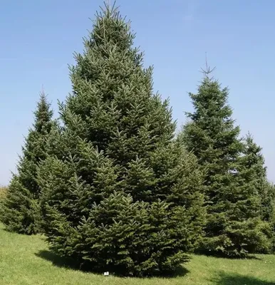 Пихта кавказская/Нордмана. (Abies nordmanniana) С10 купить в  интернет-магазине ЦВІТСАД с доставкой по Украине