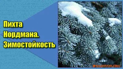 Пихта кавказская купить по цене 3700 рублей от питомника саженцев и  растений Центросад | Фото и консультация по уходу