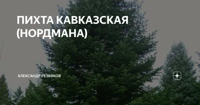 🌱 Семена Пихта Нордмана Боржоми, Семена, 30 шт. Цена от 350 руб. В наборе  качественные семена, инструкция и советы по проращиванию дерева дома.  Купить с доставкой и онлайн оплатой. - интернет-магазин Лесландия