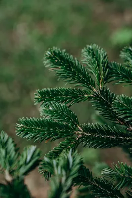 Пихта Нордмана или Пихта кавказская (Abies Nordmanniana) (ID#940756856),  цена: 550 ₴, купить на Prom.ua