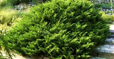 Можжевельник казацкий - Juniperus sabina