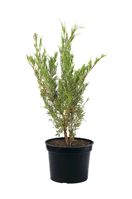 Купить Можжевельник казацкий Тамарискфолия Juniperus sabina Tamariscifolia  - в питомнике Флорини