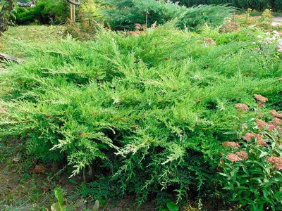 Можжевельник казацкий \"Tamariscifolia\"