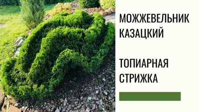 Можжевельник казацкий Tamariscifolia - Можжевельник - Хвойные - Растения -  Каталог - marusin-sad.com