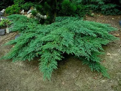 Можжевельник казацкий - фото и описание хвойного растения