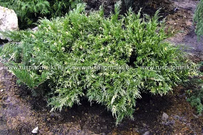 Можжевельник казацкий (Juniperus sabina), С5 - купить в Минске, цены