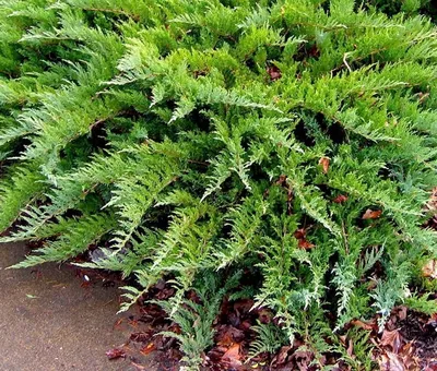 Можжевельник казацкий (Juniperus sabina) “Glauca” | Margaritka