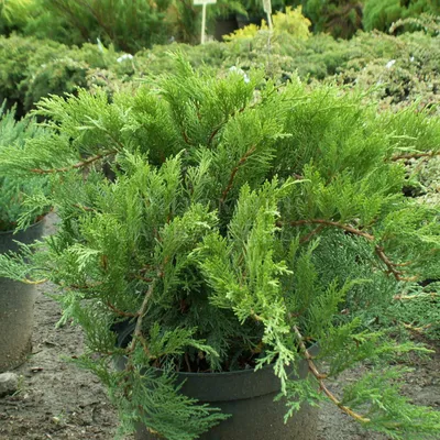 Можжевельник казацкий \"Вариегата\" (Jniperus sabina Variegata) - Хвойные  растения весна 2024 года - купить туи, сосны, ели.