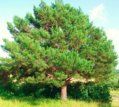 Распространенные виды кедровых деревьев и их выращивание | Азбука  огородника | Дзен