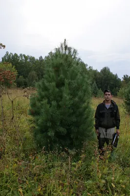 CEDAR: Is the miracle tree Siberian cedar or cedar pine? - YouTube