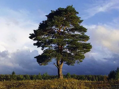 Сосна кедровая сибирская или сибирский кедр (Pinus sibirica) – Питомник  растений СЕЗОНЫ