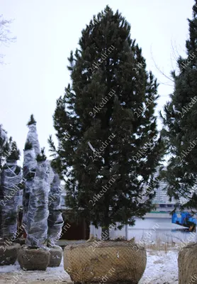 Рост дерева кедр сибирский. Питомник Кедр76