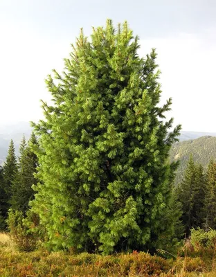 Дерево кедр: описание, фото и выращивание | Блог питомника растений Экоплант